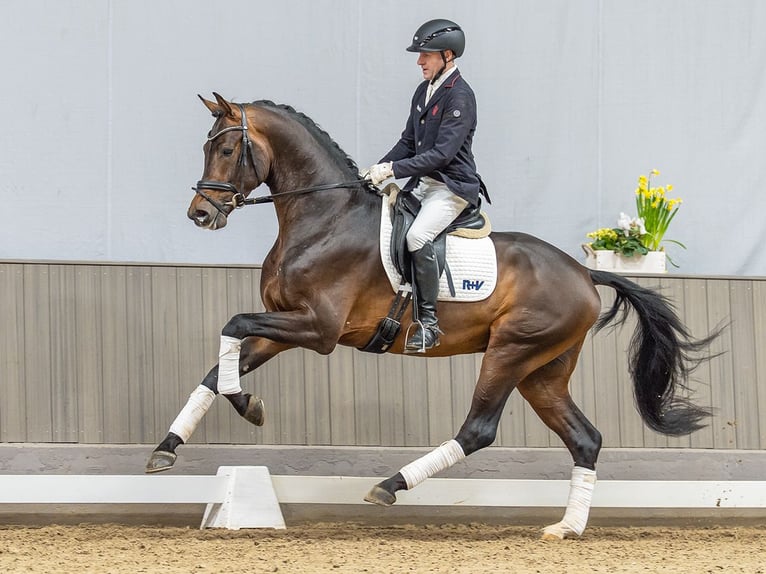 Westfaliano Stallone 3 Anni 173 cm Baio scuro in Münster-Handorf
