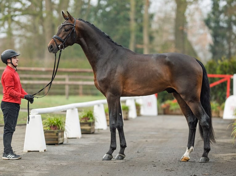Westfaliano Stallone 3 Anni 173 cm Baio scuro in Münster-Handorf