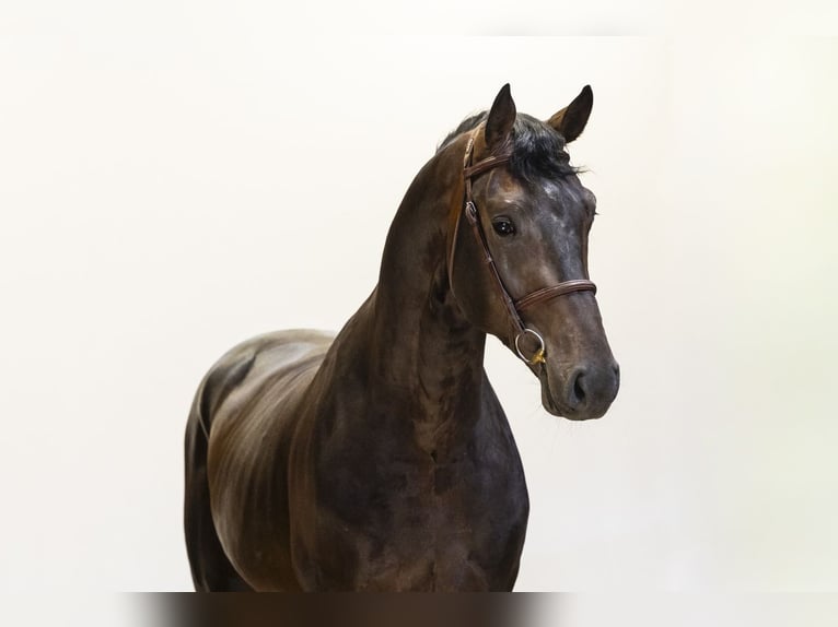 Westfaliano Stallone 3 Anni 175 cm Baio scuro in Waddinxveen