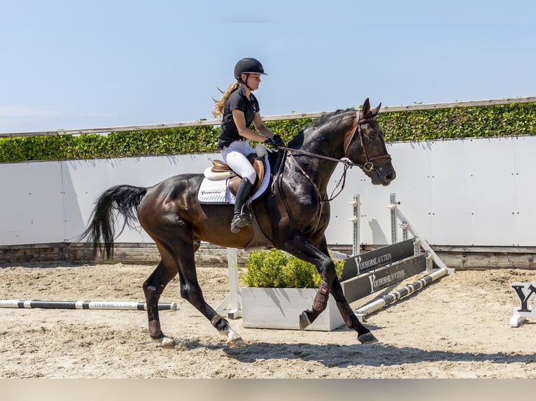 Westfaliano Stallone 3 Anni 175 cm Baio scuro in Waddinxveen