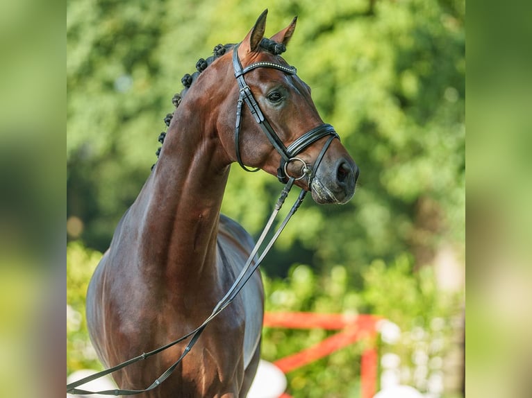 Westfaliano Stallone 3 Anni 179 cm Baio in Münster