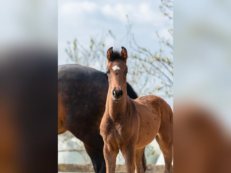 Westfaliano Stallone 3 Anni Baio in Hüllhorst