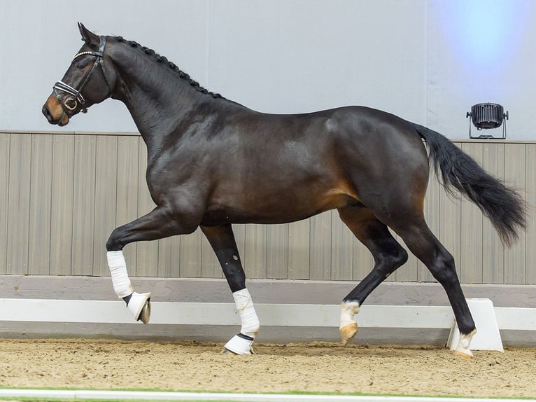 Westfaliano Stallone 3 Anni Baio in Münster-Handorf