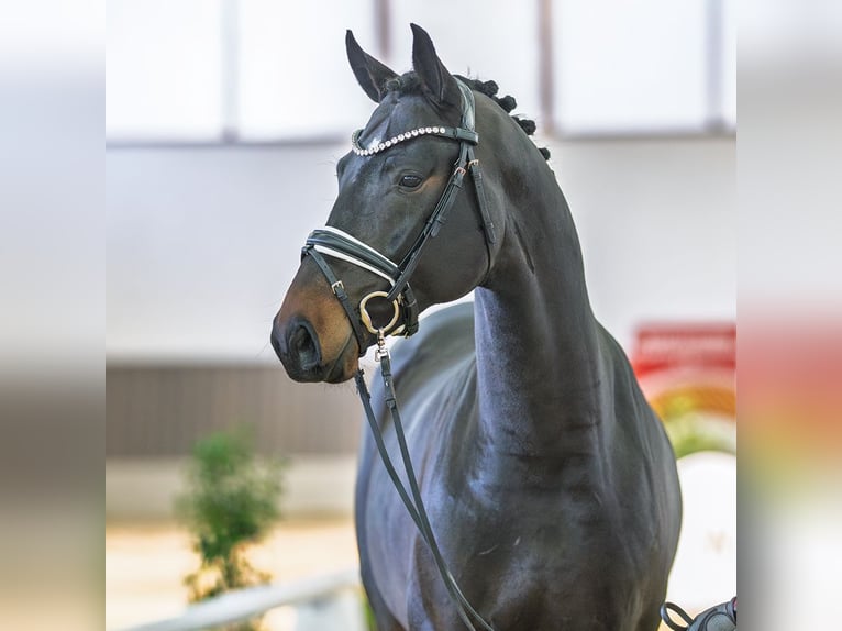 Westfaliano Stallone 3 Anni Baio in Münster-Handorf