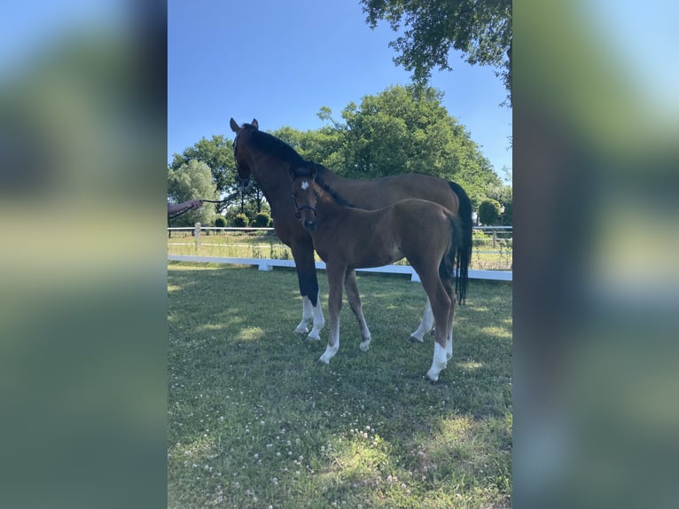 Westfaliano Stallone 3 Anni Baio in Ostbevern