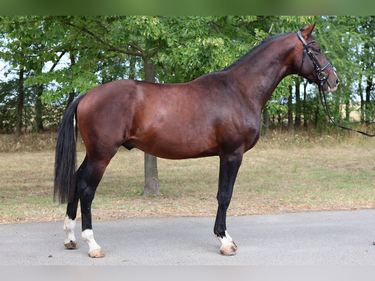 Westfaliano Stallone 3 Anni Baio scuro in GROTE-BROGEL