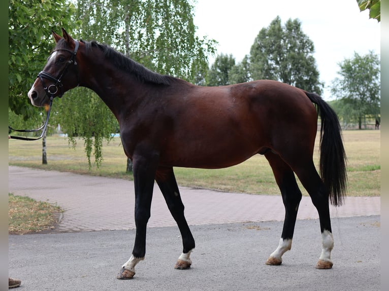 Westfaliano Stallone 3 Anni Baio scuro in GROTE-BROGEL