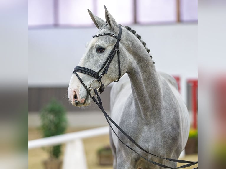 Westfaliano Stallone 3 Anni Grigio in Münster-Handorf