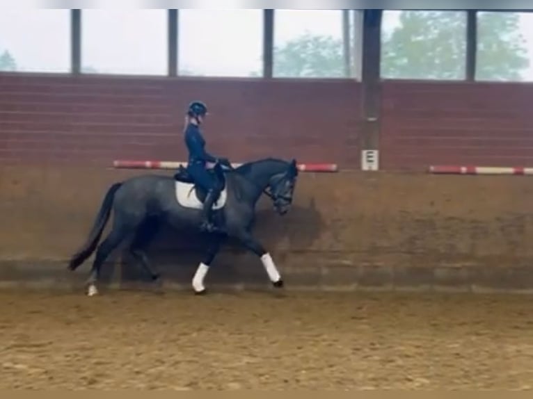 Westfaliano Stallone 4 Anni 167 cm Grigio in Hamm