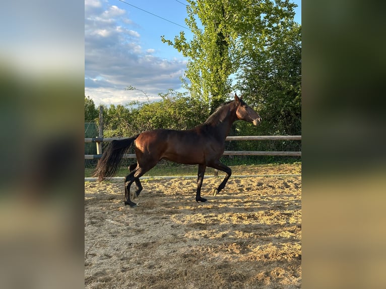 Westfaliano Stallone 4 Anni 168 cm Baio in Leon