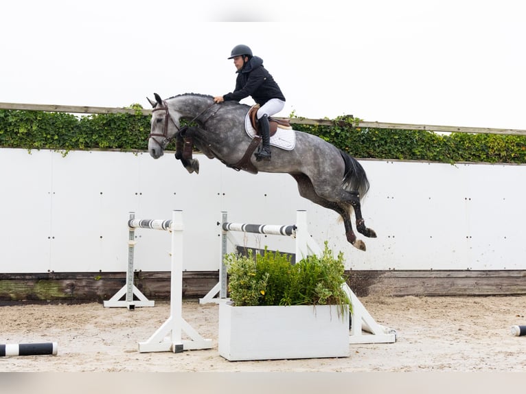Westfaliano Stallone 4 Anni 169 cm Grigio in Waddinxveen Westfaliano Stallone 4 Anni 169 cm Grigio in Waddinxveen