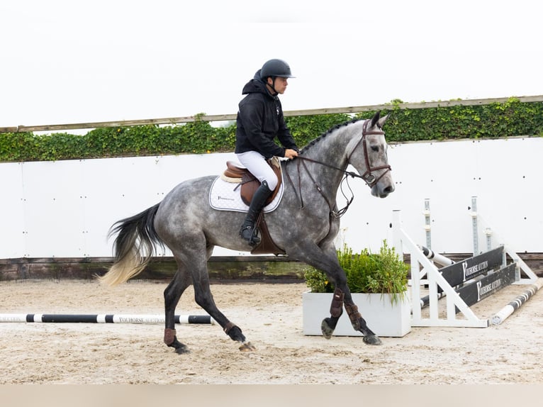 Westfaliano Stallone 4 Anni 169 cm Grigio in Waddinxveen Westfaliano Stallone 4 Anni 169 cm Grigio in Waddinxveen