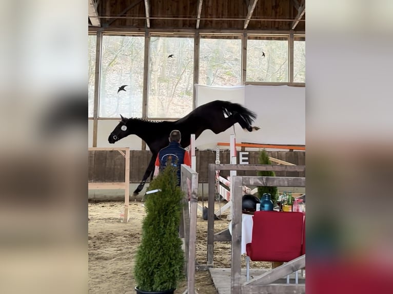 Westfaliano Stallone 4 Anni 169 cm Morello in Bünde