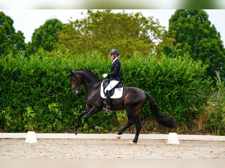 Westfaliano Stallone 4 Anni 170 cm Baio nero in Aalsmeer