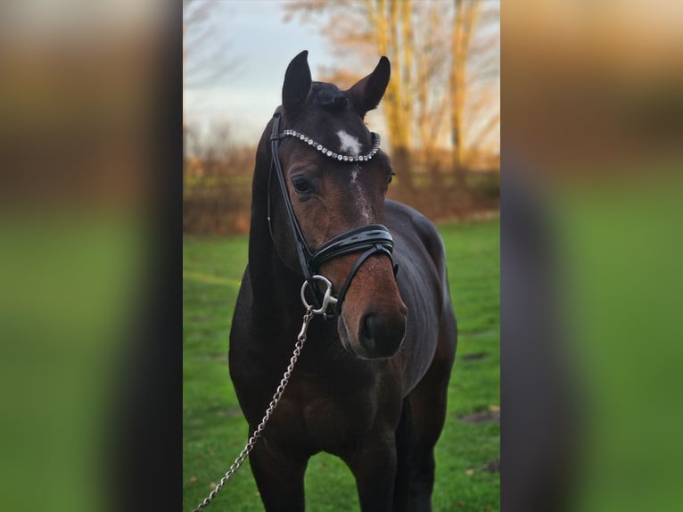 Westfaliano Stallone 4 Anni 170 cm Baio scuro in Lippetal