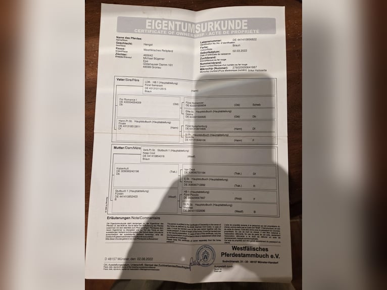 Westfaliano Stallone 4 Anni 172 cm Baio in Estella/Lizarra