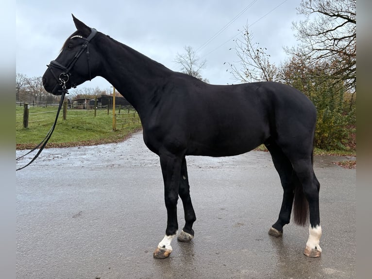 Westfaliano Stallone 4 Anni 178 cm Baio nero in Altenberge
