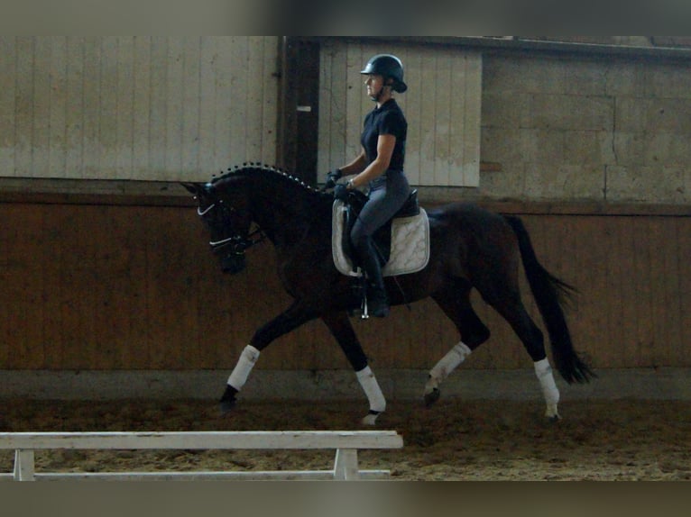 Westfaliano Stallone 5 Anni 161 cm Baio in Iserlohn