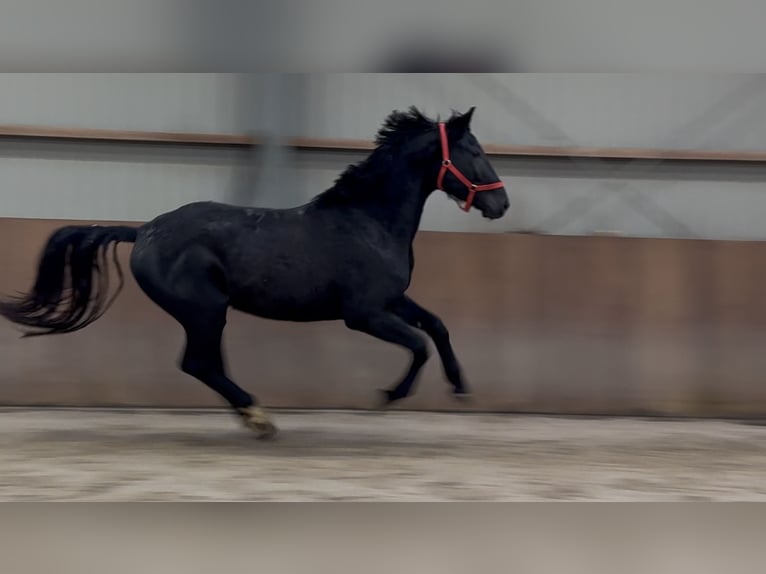 Westfaliano Stallone 5 Anni 168 cm Morello in Zieuwent