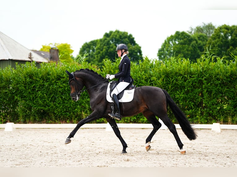 Westfaliano Stallone 5 Anni 170 cm Baio nero in Aalsmeer