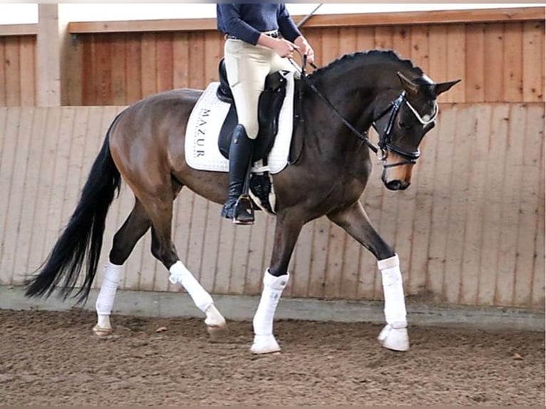 Westfaliano Stallone 5 Anni 172 cm Baio in Fürstenau