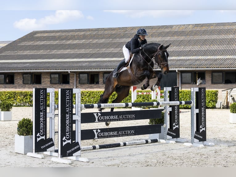 Westfaliano Stallone 5 Anni 172 cm  in Waddinxveen