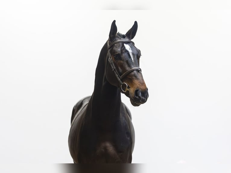 Westfaliano Stallone 5 Anni 172 cm  in Waddinxveen