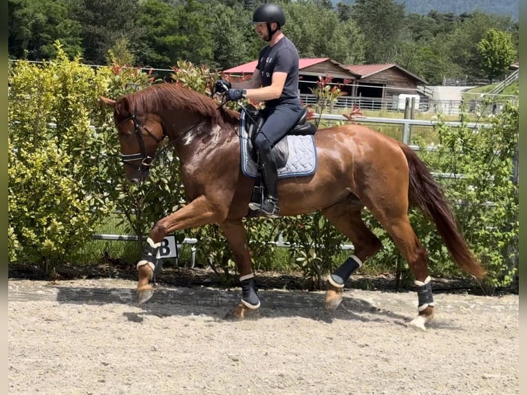 Westfaliano Stallone 5 Anni 176 cm Sauro in BexBex