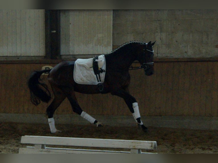 Westfaliano Stallone 6 Anni 161 cm Baio in Iserlohn