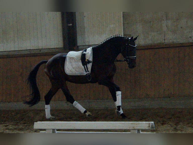 Westfaliano Stallone 6 Anni 161 cm Baio in Iserlohn