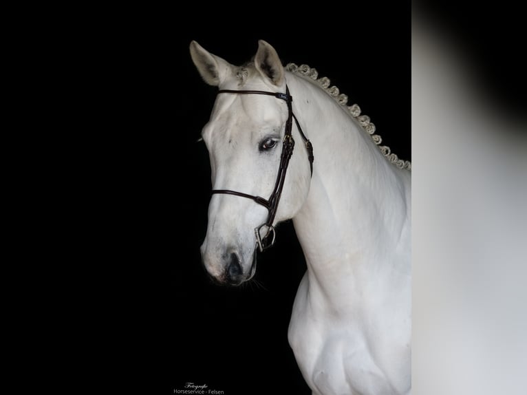 Westfaliano Stallone 9 Anni 168 cm Grigio in Dohren