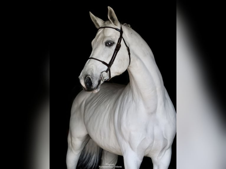 Westfaliano Stallone 9 Anni 168 cm Grigio in Dohren