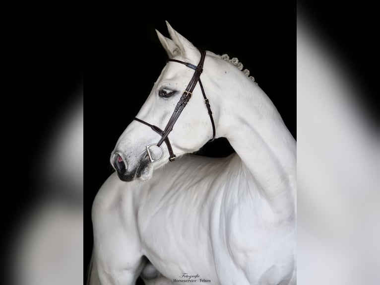 Westfaliano Stallone 9 Anni 168 cm Grigio in Dohren