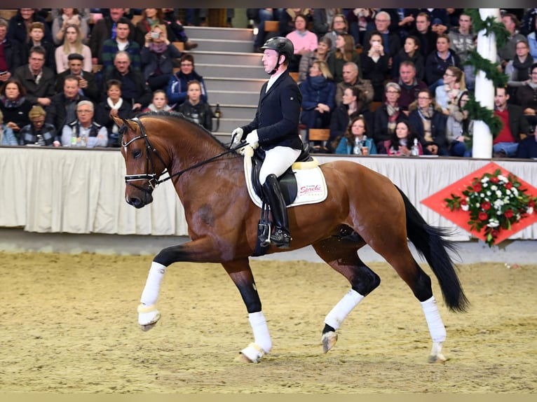 Westfaliano Stallone Baio in Löningen