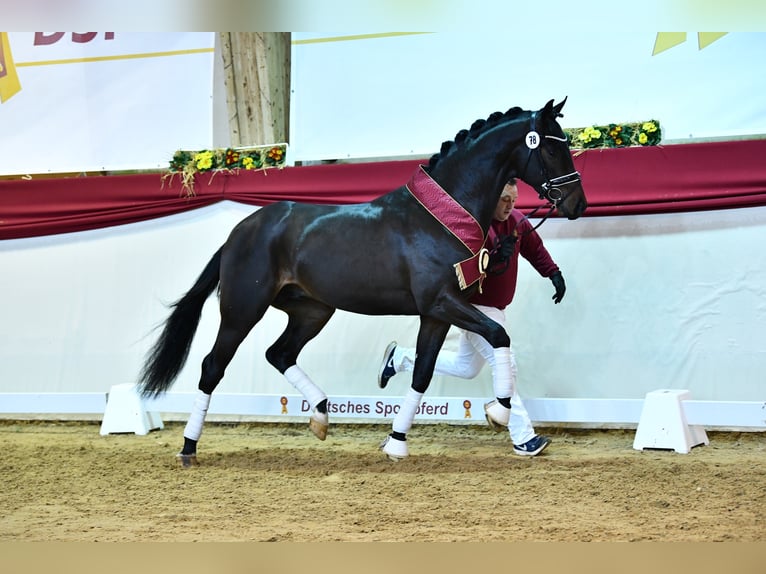 Westfaliano Stallone Baio scuro in Adelheidsdorf