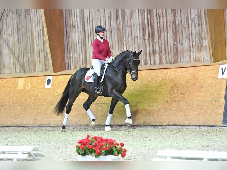 Westfaliano Stallone Baio scuro in Adelheidsdorf