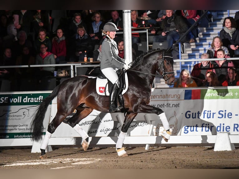 Westfaliano Stallone Baio scuro in Adelheidsdorf