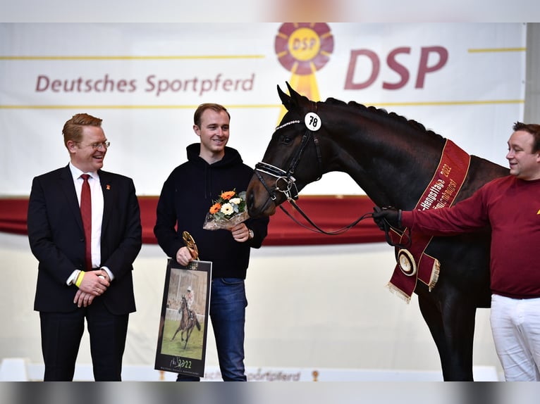 Westfaliano Stallone Baio scuro in Adelheidsdorf