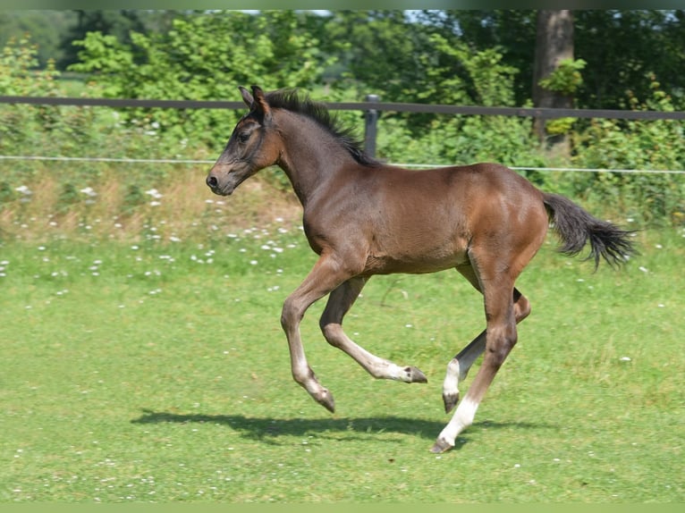Westfaliano Stallone Puledri (04/2026) 120 cm Baio scuro in Herzebrock-Clarholz