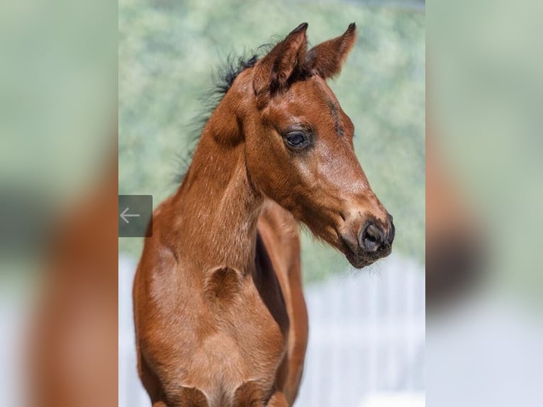 Westfaliano Stallone Puledri (01/2026) 120 cm Baio scuro in OeldeOelde