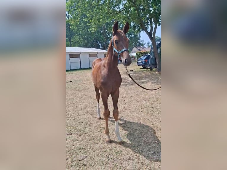 Westfaliano Stallone Puledri (04/2026) 167 cm Sauro in Swiekatowo