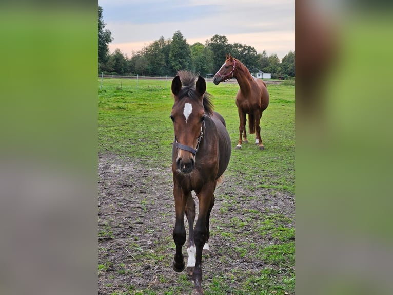 Westfaliano Stallone  170 cm Baio in Hövelhof