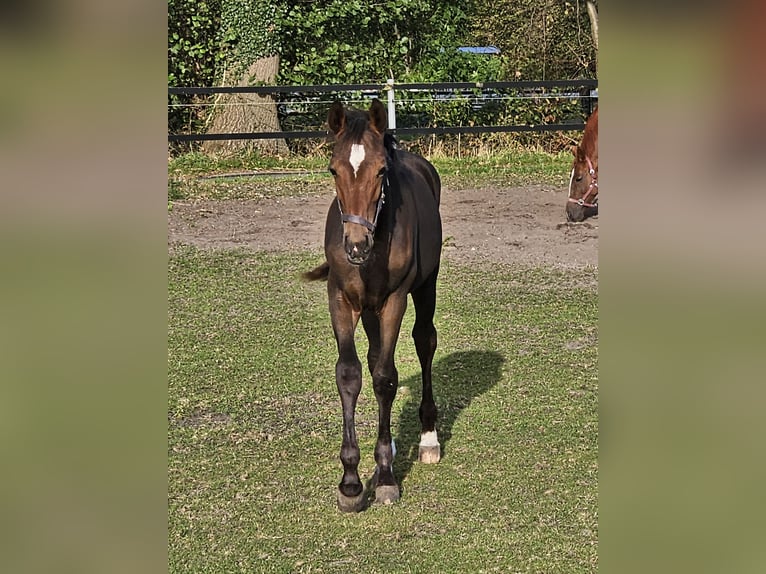 Westfaliano Stallone  170 cm Baio in Hövelhof