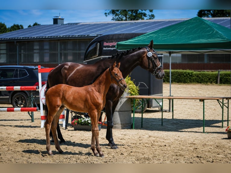 Westfaliano Stallone Puledri (04/2026) 170 cm Baio in Marl