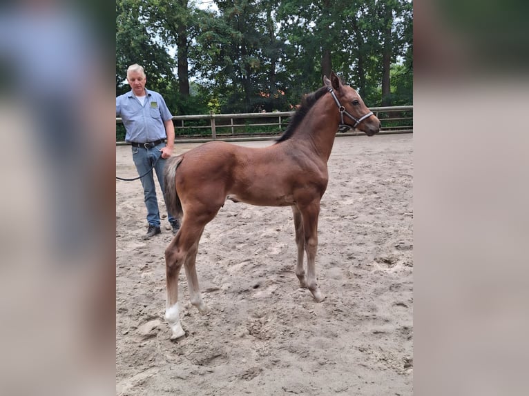 Westfaliano Stallone Puledri (06/2026) 170 cm Baio in Hesel