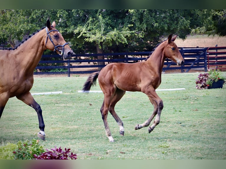 Westfaliano Stallone Puledri (06/2024) 170 cm Baio in Cashion