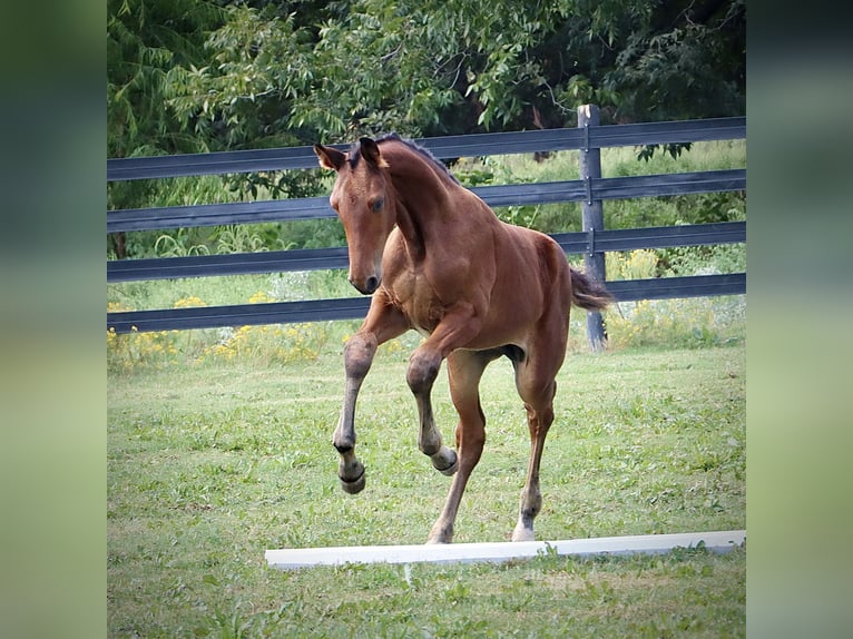 Westfaliano Stallone Puledri (06/2024) 170 cm Baio in Cashion