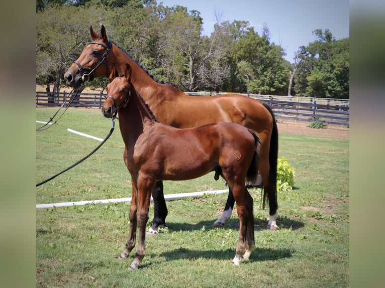 Westfaliano Stallone Puledri (06/2024) 170 cm Baio in Cashion