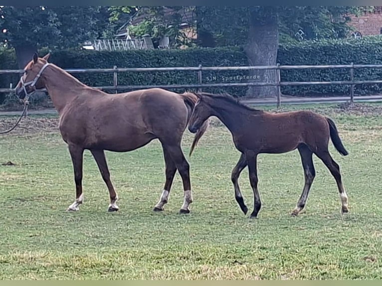 Westfaliano Stallone Puledri (04/2026) 170 cm Baio in Hamburg