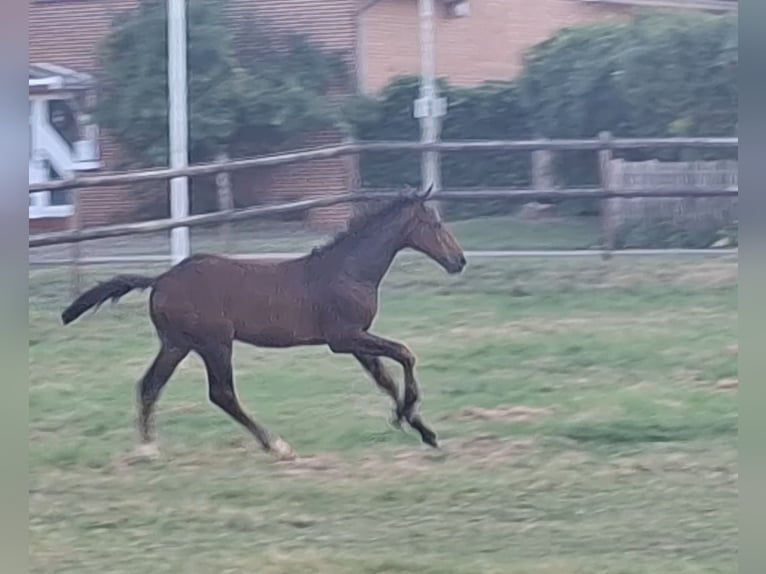 Westfaliano Stallone Puledri (04/2026) 170 cm Baio in Hamburg